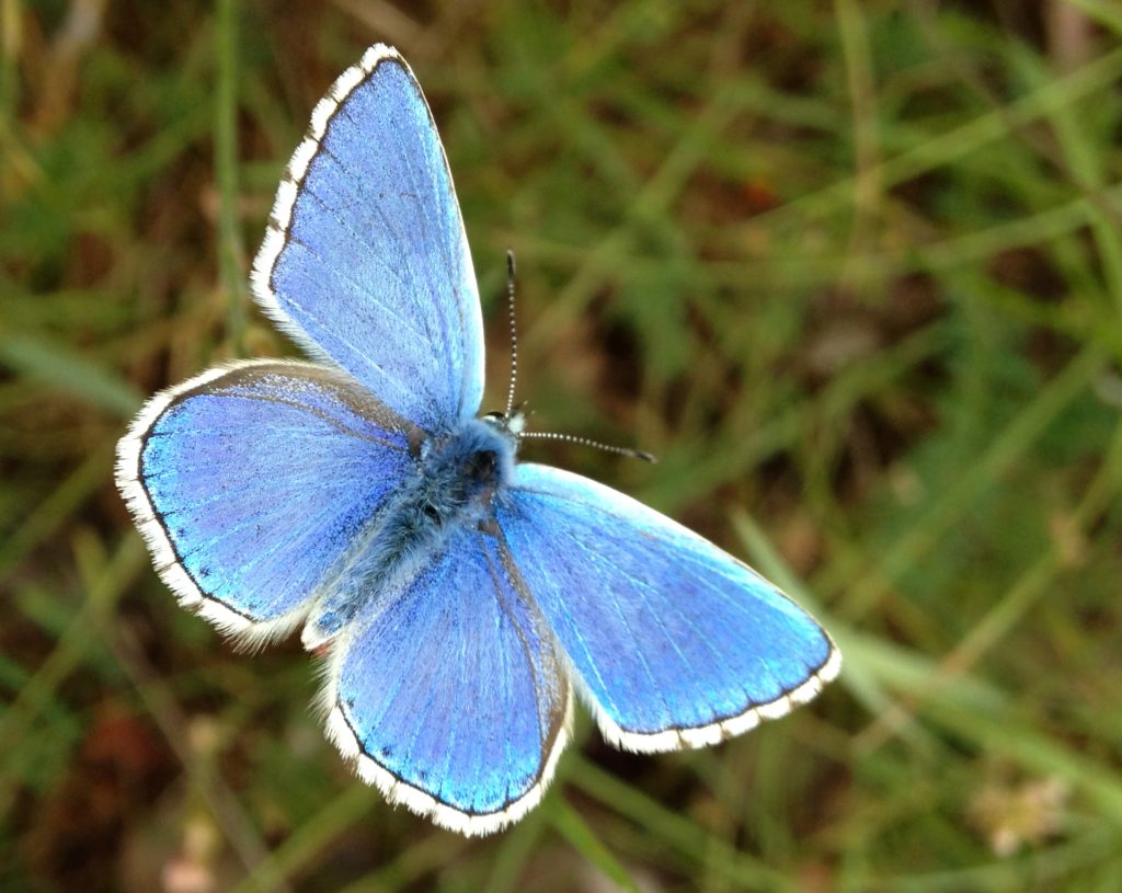 Polyommatus Bauduen 83